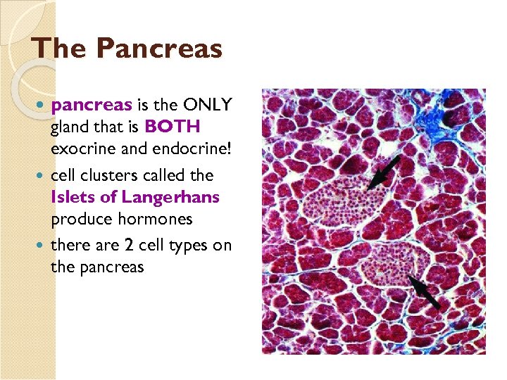 The Pancreas pancreas is the ONLY gland that is BOTH exocrine and endocrine! cell