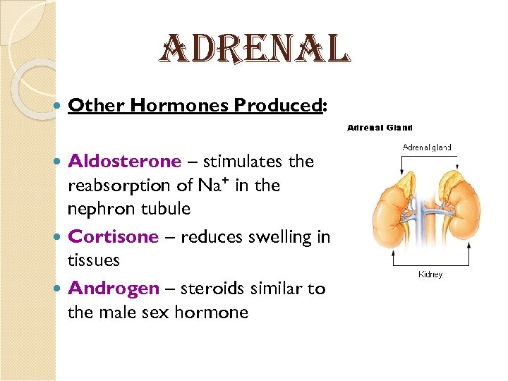 adrenal Other Hormones Produced: Aldosterone – stimulates the reabsorption of Na+ in the nephron