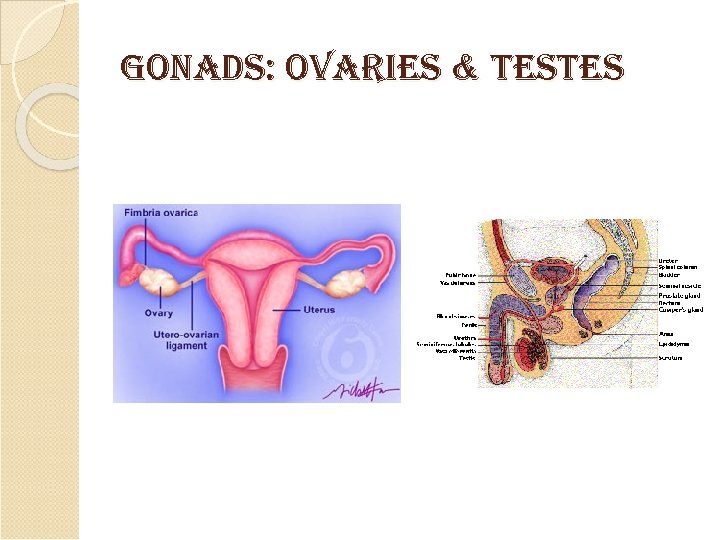 Gonads: o. Varies & testes 