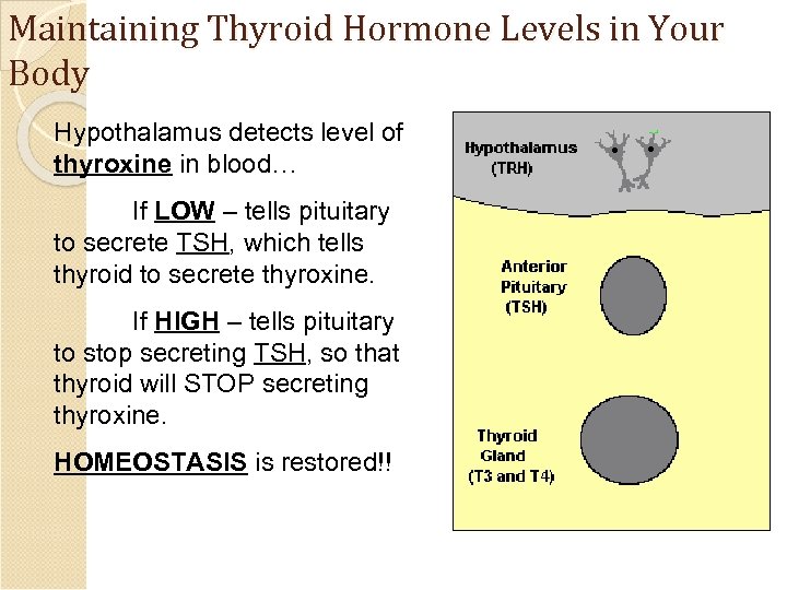 Maintaining Thyroid Hormone Levels in Your Body Hypothalamus detects level of thyroxine in blood…