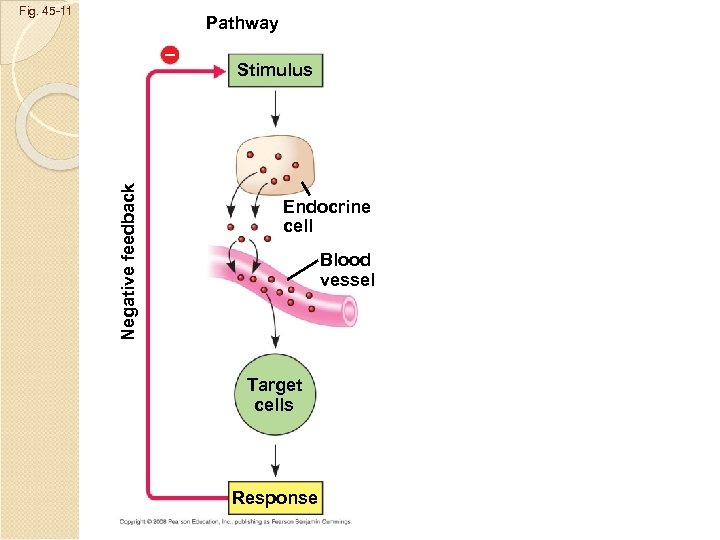 Fig. 45 -11 Pathway Negative feedback – Stimulus Endocrine cell Blood vessel Target cells