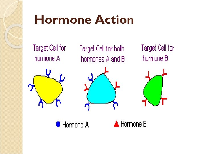 Hormone Action 