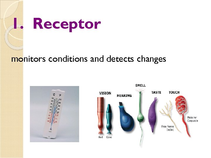 1. Receptor monitors conditions and detects changes 