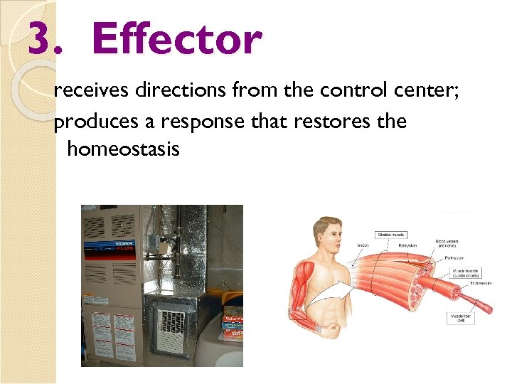 3. Effector receives directions from the control center; produces a response that restores the