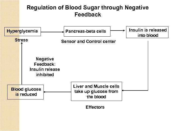 Regulation of Blood Sugar through Negative Feedback Hyperglycemia Stress Pancreas-beta cells Sensor and Control