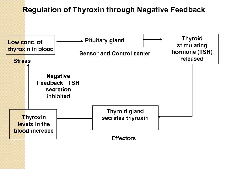 Regulation of Thyroxin through Negative Feedback Low conc. of thyroxin in blood Pituitary gland