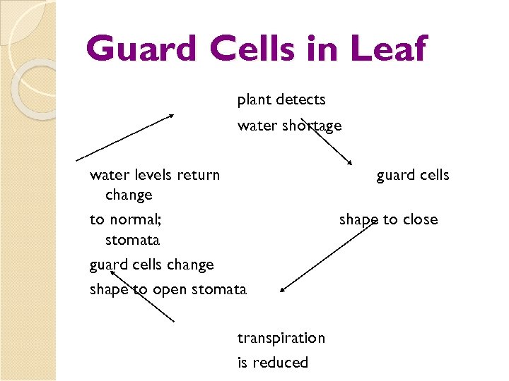 Guard Cells in Leaf plant detects water shortage water levels return change to normal;