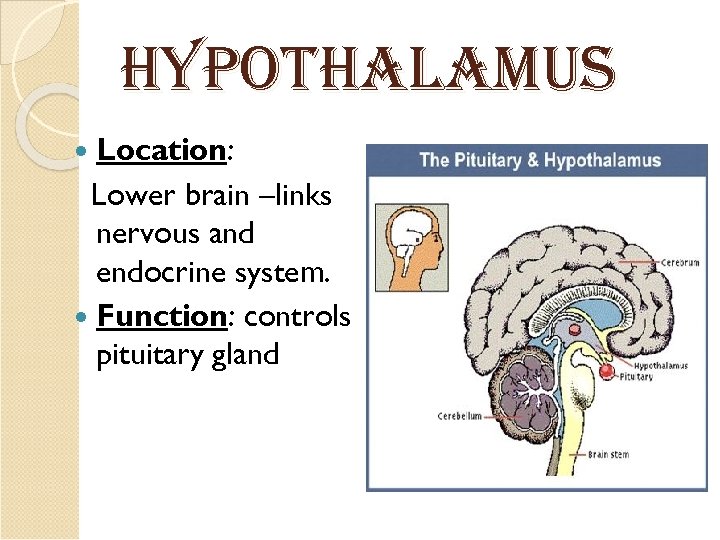 HYPot. Hala. MUs Location: Lower brain –links nervous and endocrine system. Function: controls pituitary