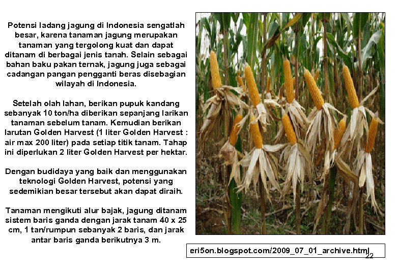 Potensi ladang jagung di Indonesia sengatlah besar, karena tanaman jagung merupakan tanaman yang tergolong