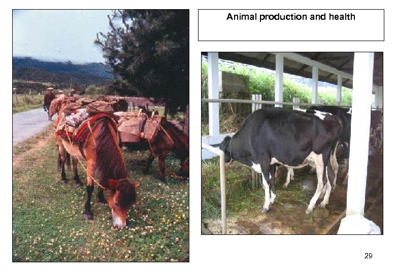 Animal production and health 29 