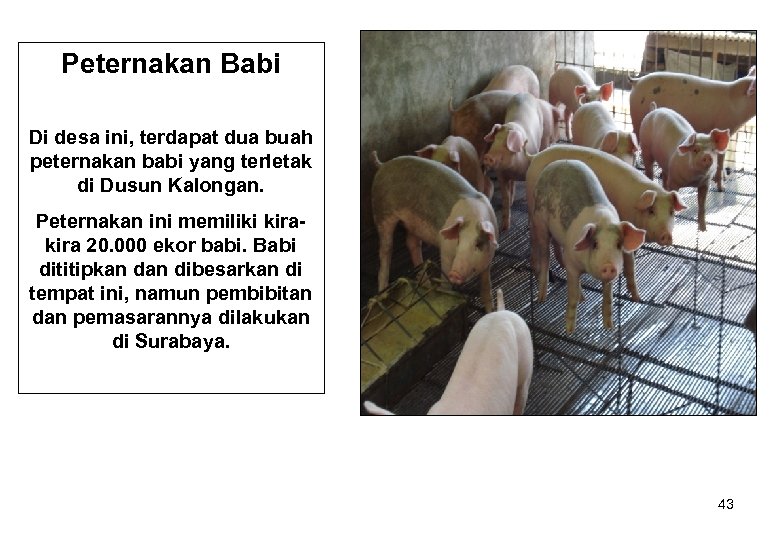 Peternakan Babi Di desa ini, terdapat dua buah peternakan babi yang terletak di Dusun