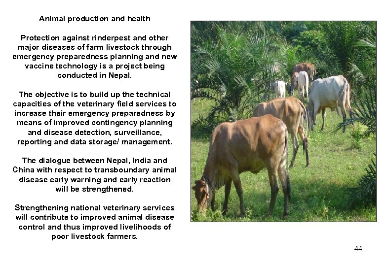 Animal production and health Protection against rinderpest and other major diseases of farm livestock