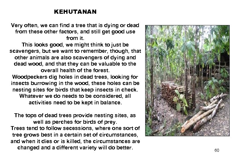 KEHUTANAN Very often, we can find a tree that is dying or dead from