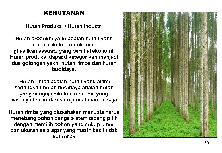 KEHUTANAN Hutan Produksi / Hutan Industri Hutan produksi yaitu adalah hutan yang dapat dikelola