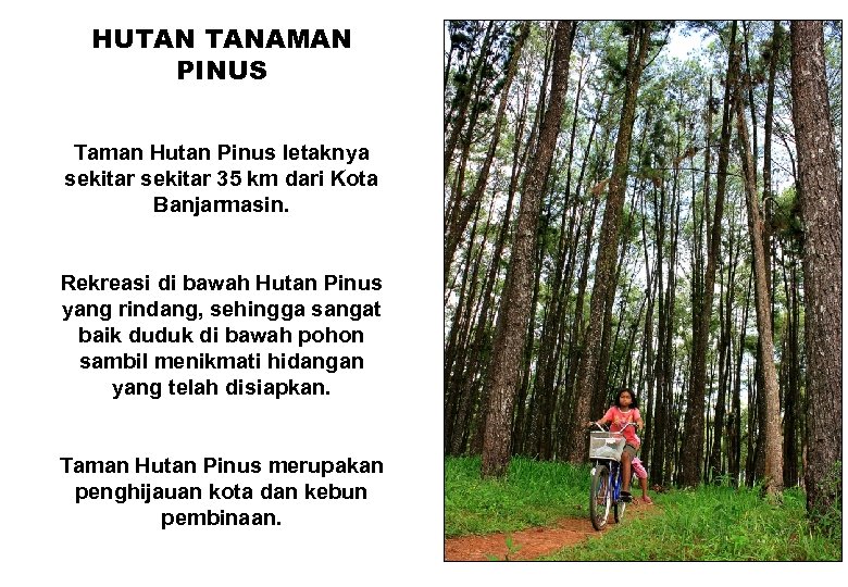 HUTAN TANAMAN PINUS Taman Hutan Pinus letaknya sekitar 35 km dari Kota Banjarmasin. Rekreasi