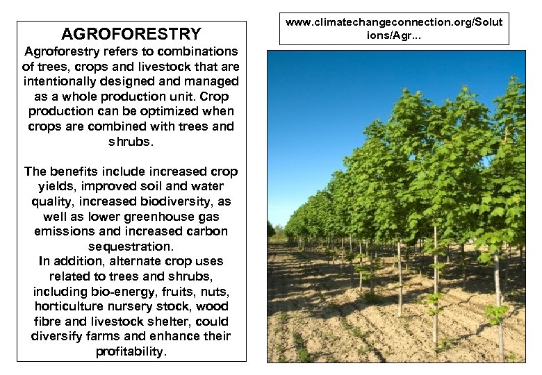 AGROFORESTRY www. climatechangeconnection. org/Solut ions/Agr. . . Agroforestry refers to combinations of trees, crops