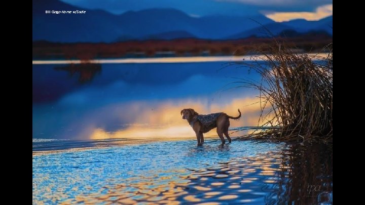 Bill Gogo-Home w/Sadie 