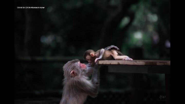 CHAN KA CHUN-Monkey's Home 
