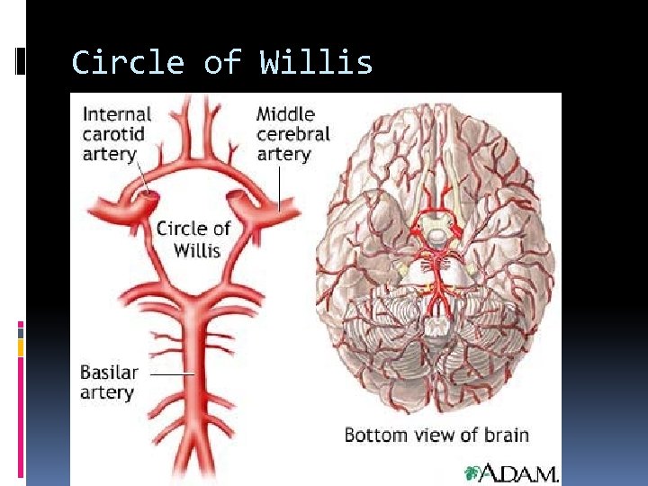 Circle of Willis 