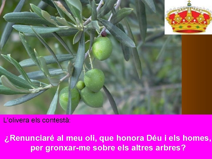 L'olivera els contestà: ¿Renunciaré al meu oli, que honora Déu i els homes, per