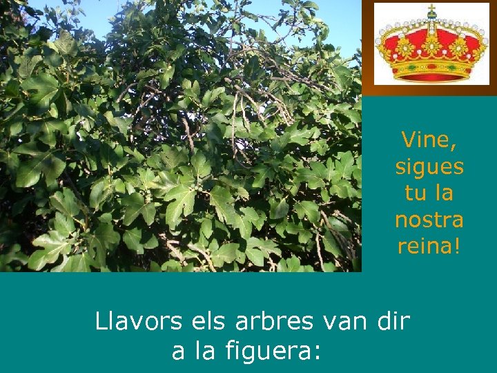 Vine, sigues tu la nostra reina! Llavors els arbres van dir a la figuera:
