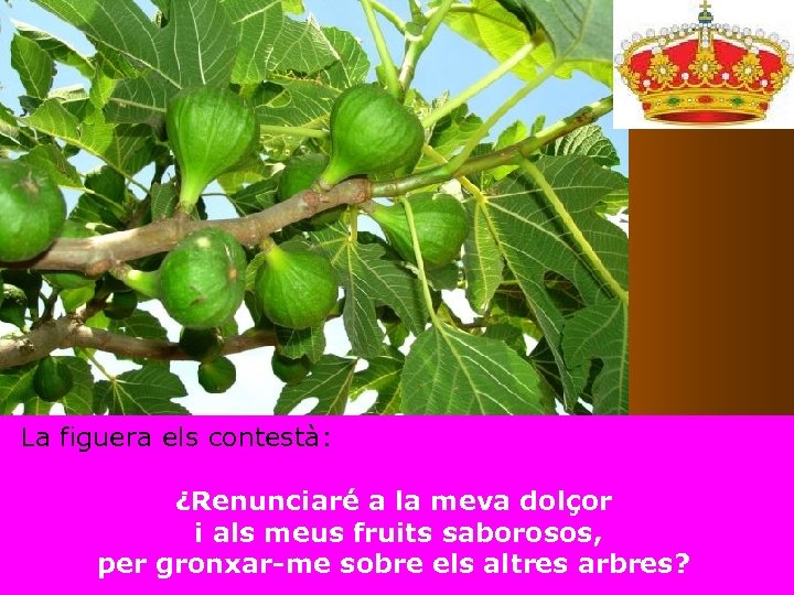 La figuera els contestà: ¿Renunciaré a la meva dolçor i als meus fruits saborosos,