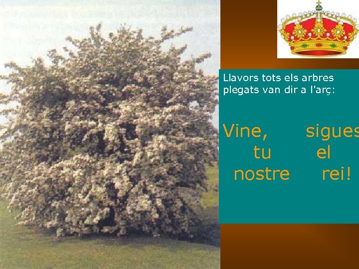 Llavors tots els arbres plegats van dir a l'arç: Vine, sigues tu el nostre