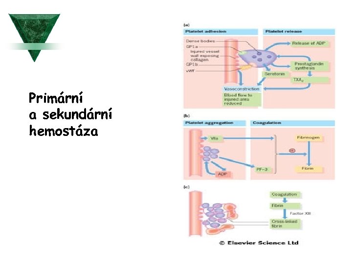 Primární a sekundární hemostáza 