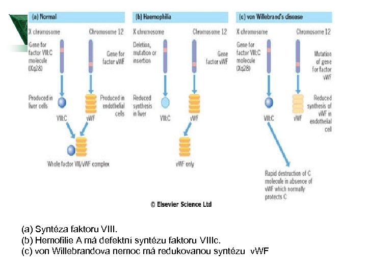 (a) Syntéza faktoru VIII. (b) Hemofilie A má defektní syntézu faktoru VIIIc. (c) von