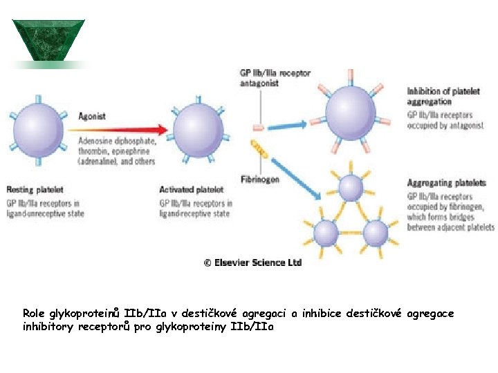  Role glykoproteinů IIb/IIa v destičkové agregaci a inhibice destičkové agregace inhibitory receptorů pro