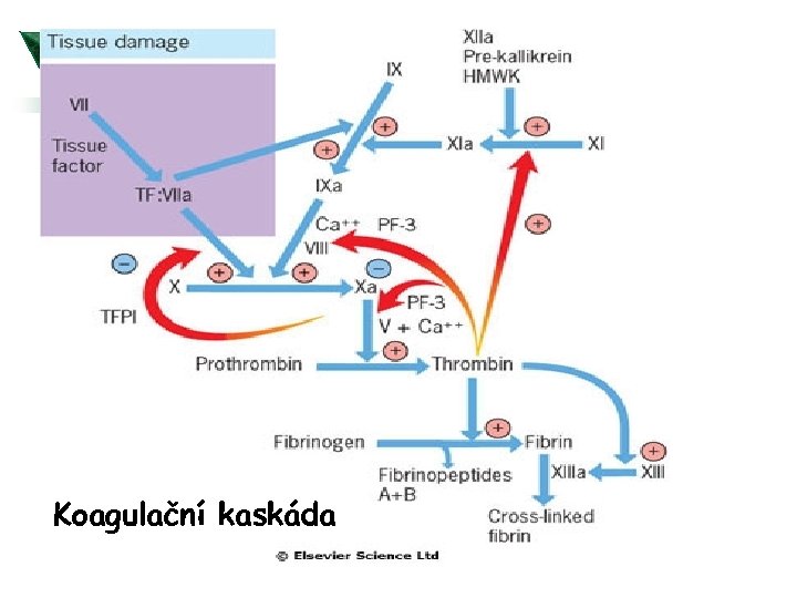  Koagulační kaskáda 