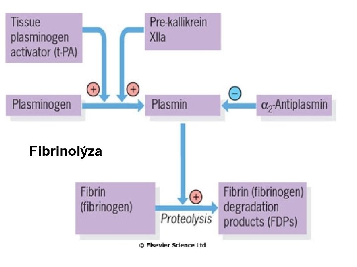  Fibrinolýza 