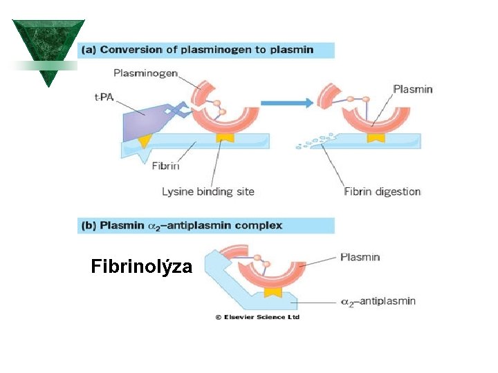  Fibrinolýza 