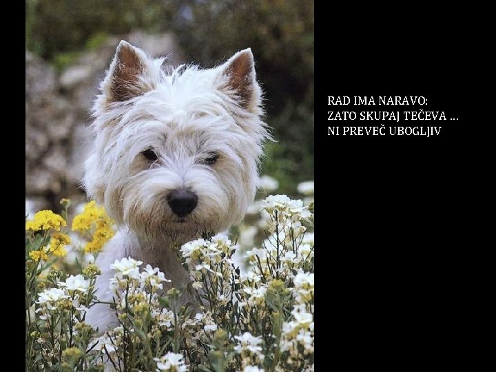 RAD IMA NARAVO: ZATO SKUPAJ TEČEVA … NI PREVEČ UBOGLJIV 