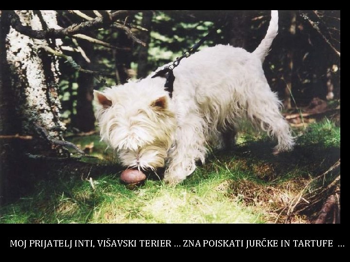 MOJ PRIJATELJ INTI, VIŠAVSKI TERIER … ZNA POISKATI JURČKE IN TARTUFE … 