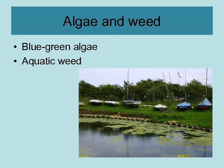 Algae and weed • Blue-green algae • Aquatic weed 