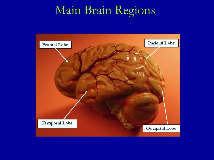 Main Brain Regions Frontal Lobe Parietal Lobe Temporal Lobe Occipital Lobe 