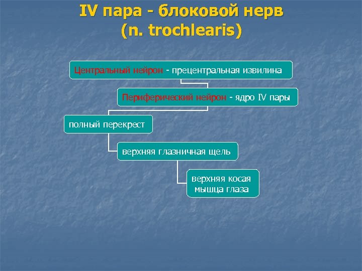 IV пара - блоковой нерв (n. trochlearis) Центральный нейрон - прецентральная извилина Периферический нейрон