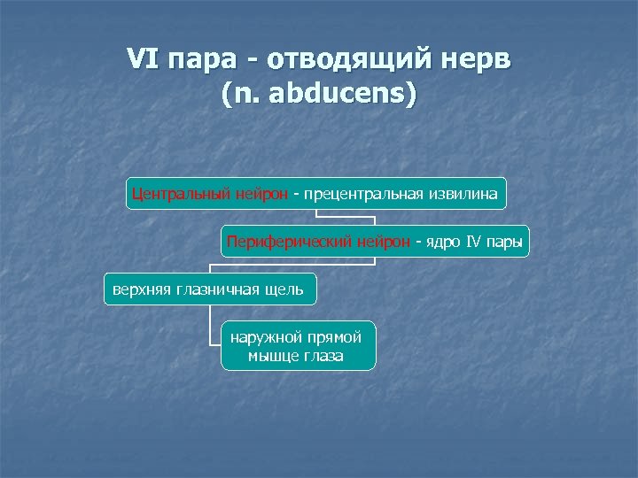 VI пара - отводящий нерв (n. abducens) Центральный нейрон - прецентральная извилина Периферический нейрон