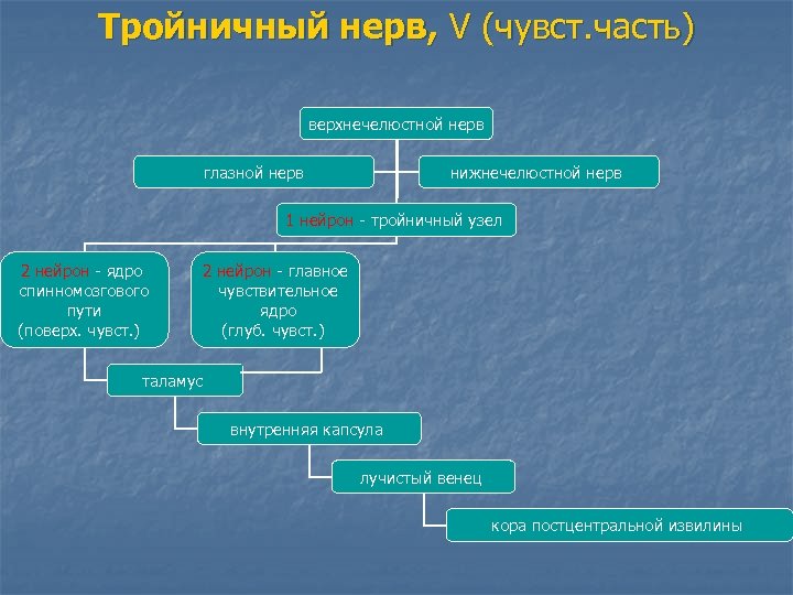 Тройничный нерв, V (чувст. часть) верхнечелюстной нерв глазной нерв нижнечелюстной нерв 1 нейрон -