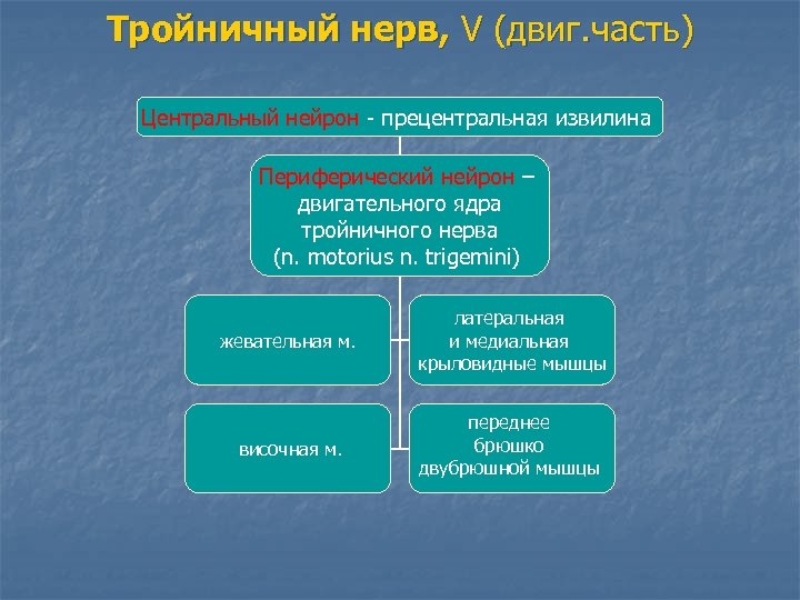 Тройничный нерв, V (двиг. часть) Центральный нейрон - прецентральная извилина Периферический нейрон – двигательного