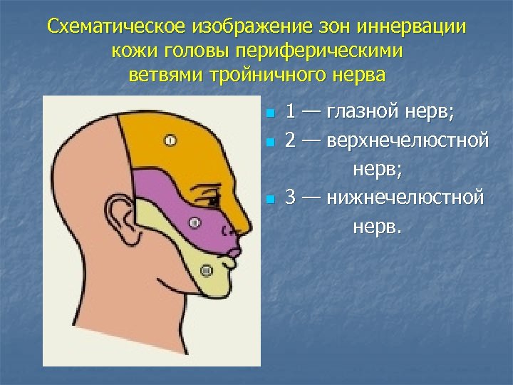 Схематическое изображение зон иннервации кожи головы периферическими ветвями тройничного нерва n n n 1