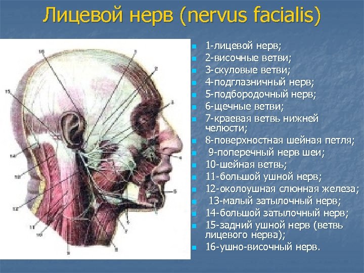 Лицевой нерв (nervus facialis) n n n n 1 -лицевой нерв; 2 -височные ветви;