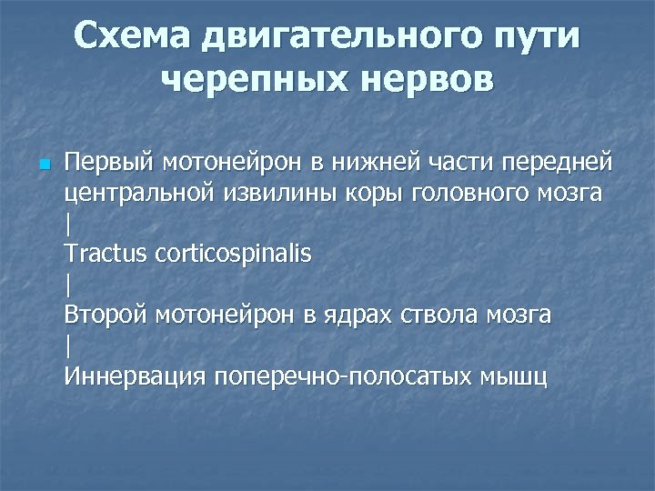 Схема двигательного пути черепных нервов n Первый мотонейрон в нижней части передней центральной извилины