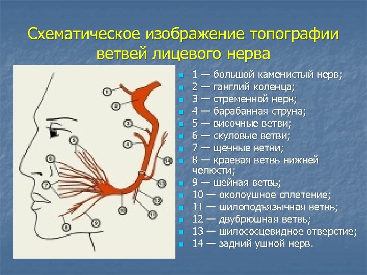 Схематическое изображение топографии ветвей лицевого нерва n n n n 1 — большой каменистый