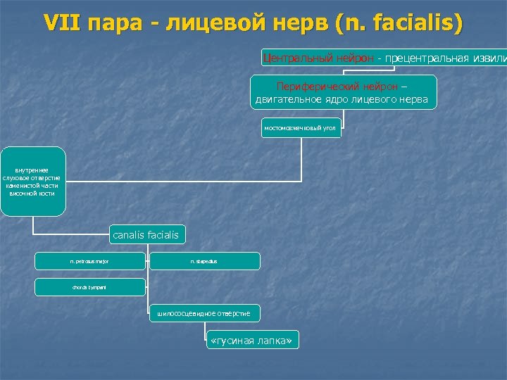 VII пара - лицевой нерв (n. facialis) Центральный нейрон - прецентральная извили Периферический нейрон