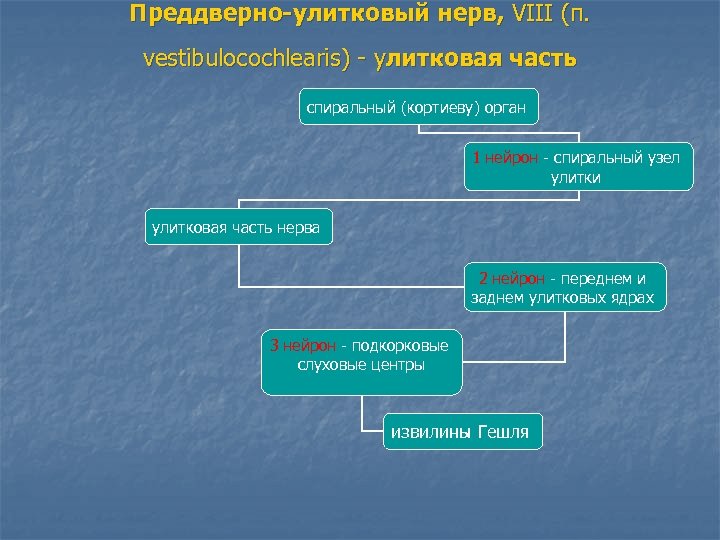 Преддверно-улитковый нерв, VIII (п. vestibulocochlearis) - улитковая часть спиральный (кортиеву) орган 1 нейрон -
