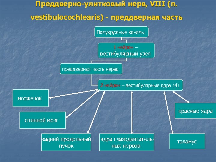 Преддверно-улитковый нерв, VIII (п. vestibulocochlearis) - преддверная часть Полукружные каналы 1 нейрон – вестибулярный