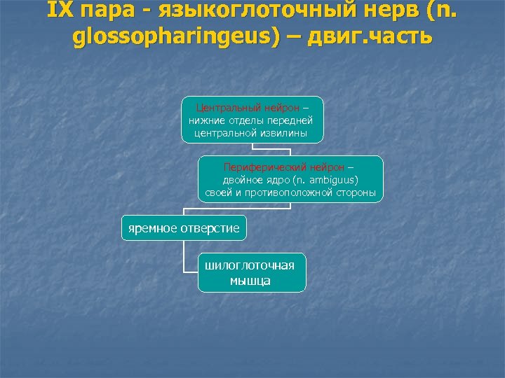 IX пара - языкоглоточный нерв (n. glossopharingeus) – двиг. часть Центральный нейрон – нижние