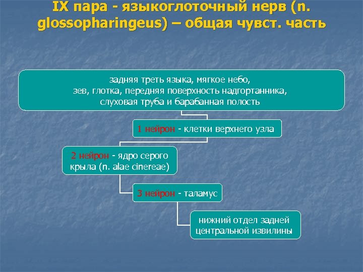 IX пара - языкоглоточный нерв (n. glossopharingeus) – общая чувст. часть задняя треть языка,